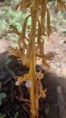 Image result for Brachythrix glomerata