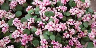 Succulents store water in their leaves, stems, or roots. Plant Portulacaria Variegata Jade Plant 12cm Pot Furniture Home Living Gardening Plants Seeds On Carousell