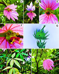 Image result for Dalechampia