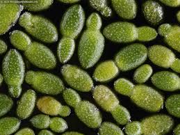 Image result for Wolffia