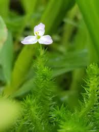 Image result for Mayacaceae