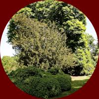 This introduction to ipm explains the basics, including pest monitoring, identification, and thresholds. Ipm Guidelines
