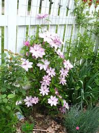 Купи саженцы клематиса омоширо по лучшей цене! Pin On Clematis