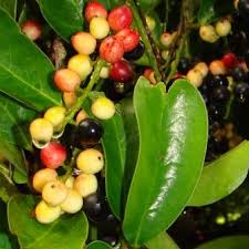 Image result for Antidesma vogelianum