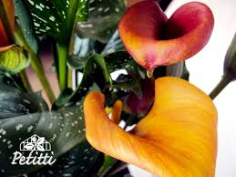 Calla Lily Zan Red Alert Calla Lily Houseplants Calla