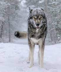 Siberian Wolf Wolf Photography Beautiful Wolves Wolf Photos