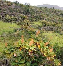 Image result for Bocconia