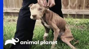 Animal planet full episodes on. Skeletal Dog Is Rescued By A Police Officer Pit Bulls Parolees Youtube
