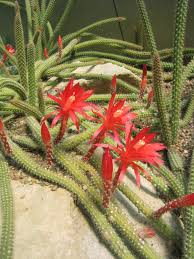 Disocactus flagelliformis), the rattail cactus, is a species of flowering plant in the cactus family cactaceae, and is the most cultivated species in the genus aporocactus. Aporocactus Wikipedia