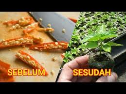 Cara Semai Cabe Rawit Anti Gagal Hanya 2 Hari Sudah Tumbuh Daun Tanam Setelah Sprout Youtube Taman Buah Menanam Sayuran Benih