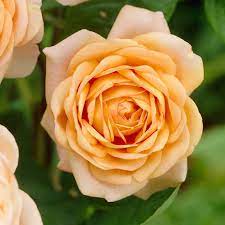 Pin By Cat Cat On P Buy Roses Rose Climbing Roses