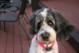 Call for pricing and reserving your new puppy. Saint Berdoodle Breed Guide Info Pictures Care More Pet Keen