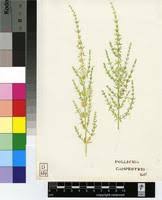 Image result for Pollichia