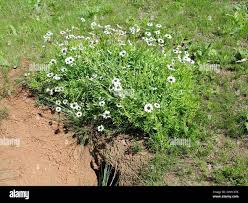 Image result for Callilepis laureola