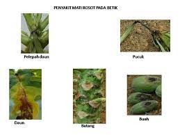 Bagaimanapun, katanya, pengambilan jus daun betik tidak memberi kesan sampingan kepada pesakit. Jabatan Pertanian Negeri Pulau Pinang Mati Rosot Betik Papaya Dieback Desease Penyakit Ini Disebabkan Oleh Bacteria Erwinia Papayae Dan Ia Boleh Menyebabkan Kerosakan Serius Pada Pokok Dan Kehilangan Hasil Buah Betik
