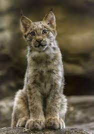 460 Anamal Cute Ideas Animals Beautiful Cute Animals Animals