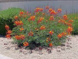 Red Bird Of Paradise Google Search Birds Of Paradise Plant Texas Landscaping Texas Native Plants