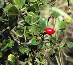 Image result for Carissa bispinosa