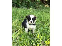 Our standards for pembroke welsh corgi breeders in virginia were developed with leading veterinarians and animal welfare experts. Pembroke Welsh Corgi For Rehoming Welsh Corgi Pembroke Welsh Corgi Pembroke Welsh Corgi Puppies