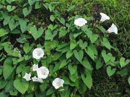 Convolvulus Bindweed Wild Morning Glory Far And Away My 1 Gardening Problem It Invades Everything You Morning Glory Plant Morning Glory Nature Garden