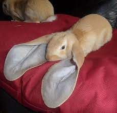 Big Ear 9gag