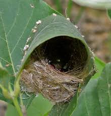 Outside My Window Avian Architecture Bird Nest Pet Birds Beautiful Birds