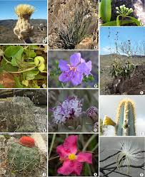 Image result for Aeschynomene multicaulis