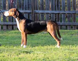 United kennel club (ukc) is an international dog registry celebrating bonds, rewarding ability, and preserving the value of a pedigree. Blog Oceania Hamiltonstovare