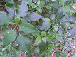 Image result for Acalypha fruticosa