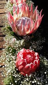 King Protea Centre Pieces Flowers Centre Pieces Bloom