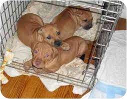 I have three akc registered teacup yorkie puppies. Orange Ct American Pit Bull Terrier Meet Puppies A Pet For Adoption