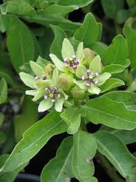 Asclepias Viridis Green Antelopehorn