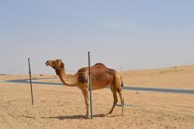 Here you can calculate how many camels your girlfriend or boyfriend is worth. Camelspotting Longhorns And Camels