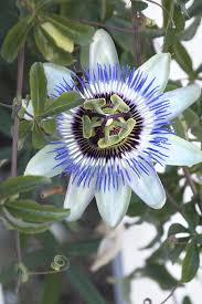Image result for Passiflora caerulea