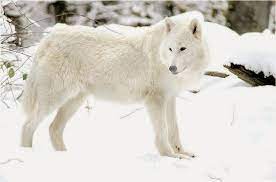 White Wolf 15 Photos Of The Most Amazing Animal In Alaska Arctic Wolves Arctic Wolf Animals Wolf Life