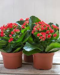 We did not find results for: 16 Indoor Blooming Plants That Are Easy To Maintain