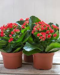 Oranges and grapefruits are tough to ripen indoors, though lemons and limes fair quite well. 16 Indoor Blooming Plants That Are Easy To Maintain