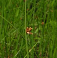 Image result for Schoenoplectus sp.no.3