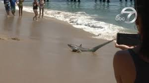 Rooms feature comfortable furnishings and artful décor with a. Video Shows Shark In Southern California Captured By Lifeguards With Bare Hands Abc7 New York