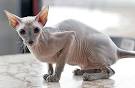 5 Hairless Cat Breeds - Animal Wised