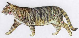Dearcat S Anatomie