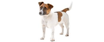 He wanted to develop a terrier breed for fox hunting, a dog that was brave and fearless, would lead from the front and have the stamina for the chase. Jack Russell Terrier Dog Breed Profile Petfinder