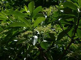 Image result for Rauvolfia afra