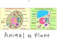 Maybe you would like to learn more about one of these? Plant Vs Animal Cells Cell Structure Quiz Quizizz