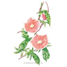 We had wild morning glory or bindweed in our backyard at our old place before we bought this home … Chocolate Morning Glory Seeds Flowers Botanical Interests