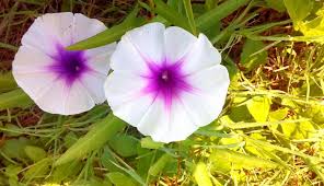 Image result for Ipomoea stolonifera