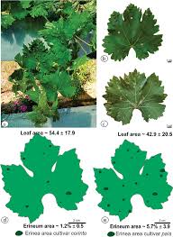 Image result for Colomerus vitis