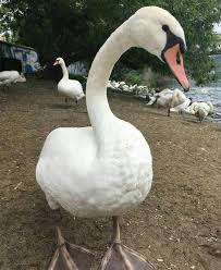 We did not find results for: Angsa Berwarna Putih Steemit