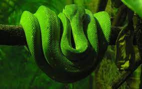 Snake Wallpaper Background Snake Wallpaper Pet Birds Animal Wallpaper