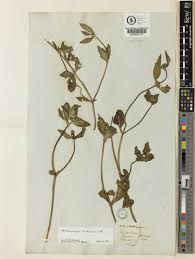 Image result for Mitracarpus